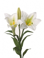 Lelie "longiflorum" (easter lily), 76cm wit